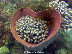 Happy Valentines Day! by Barbara Haase 